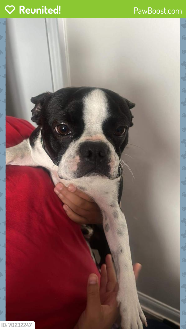 Reunited Male Dog last seen marion and judson, Sunrise Manor, NV 89115