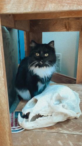 Lost Female Cat last seen Viking Ave and Village Ave and HWY 17, Cannon Falls, MN 55009