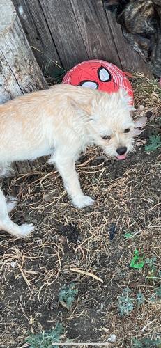 Lost Male Dog last seen Bruton and buckner, Dallas, TX 75227