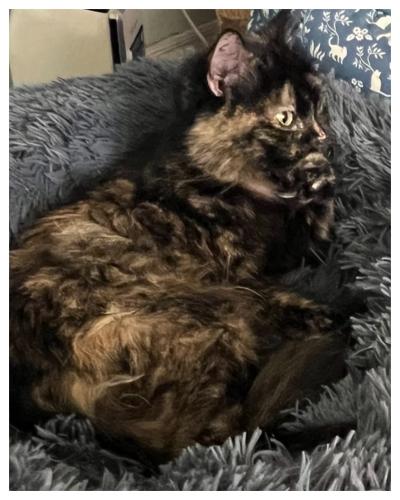 Lost Female Cat last seen 18th and Vinton Omaha, NE 68108, Omaha, NE 68108