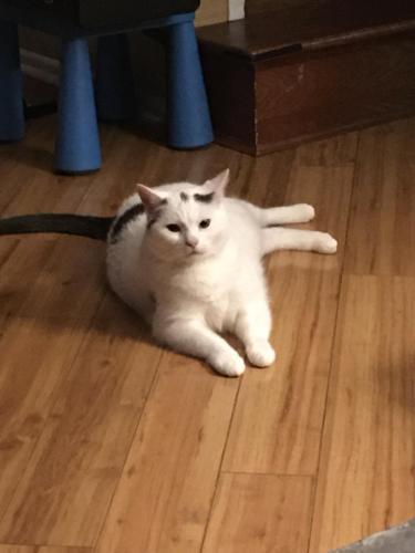 Lost Male Cat last seen Thompson and Weiland, Buffalo Grove, IL 60089