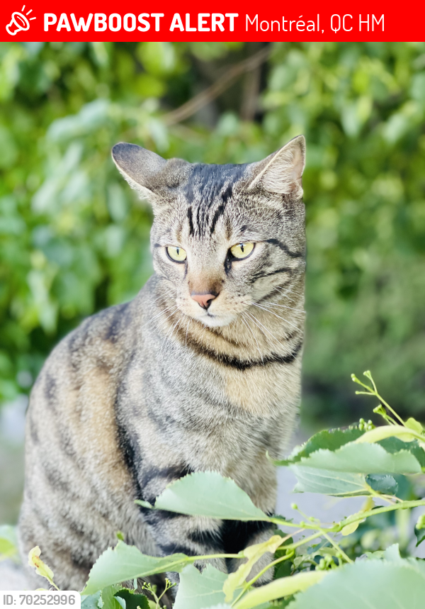 Lost Male Cat last seen Carre Satim near Alexihon park, Montréal, QC H4M
