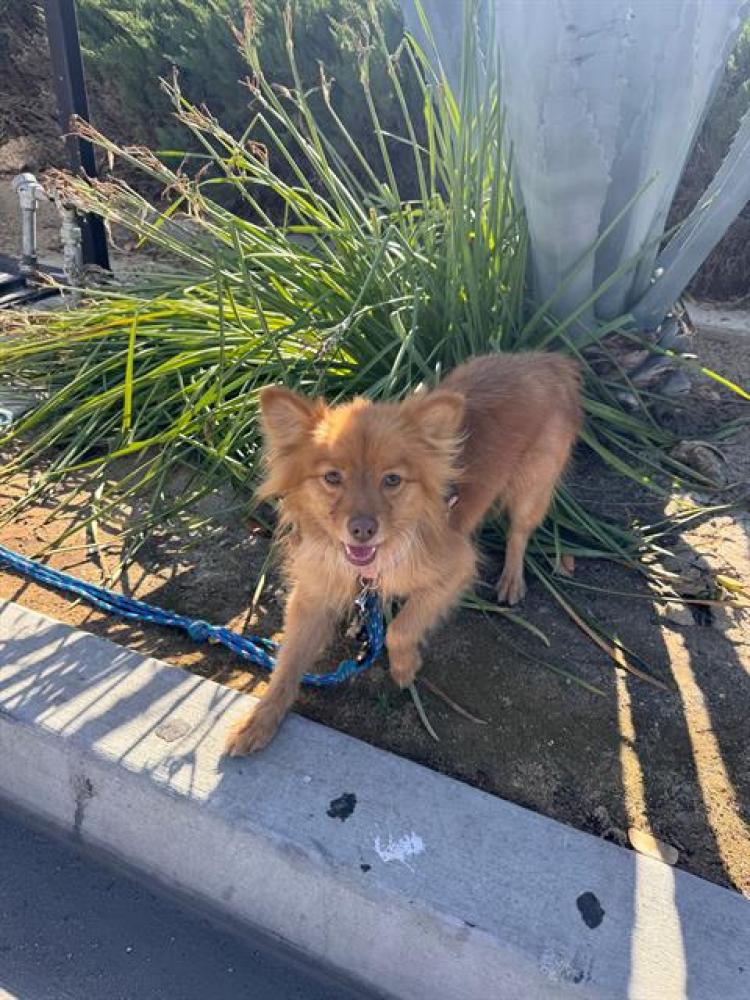 Shelter Stray Female Dog last seen , Bakersfield, CA 93307