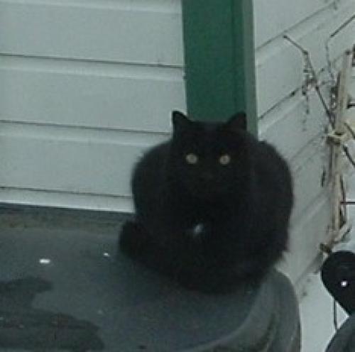 Lost Female Cat last seen Webster Ave. Libal Street, Green Bay, WI 54301