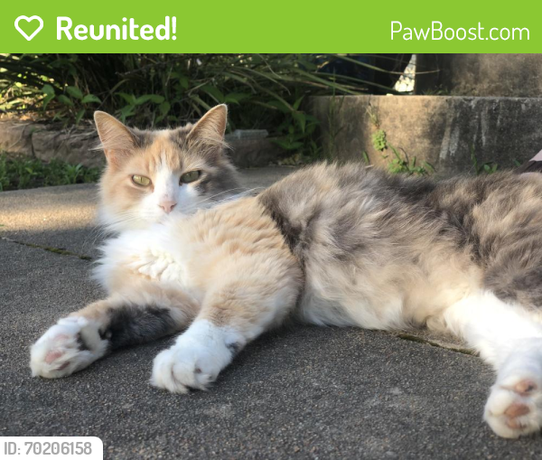 Reunited Female Cat last seen 91st and Yale, Tulsa, OK 74137