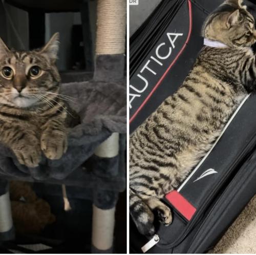 Lost Male Cat last seen Westheimer prwy  and fall branch , Katy, TX 77450