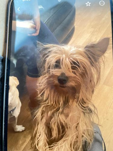 Lost Female Dog last seen Near E Pecos way, Las Vegas, NV 89121