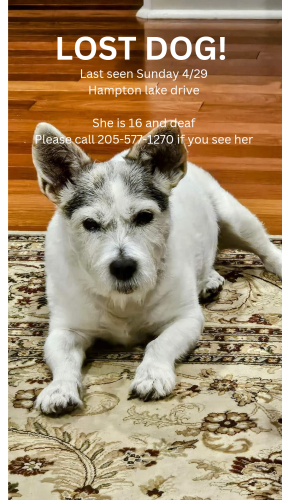 Lost Female Dog last seen High Hampton subdivision , Pelham, AL 35124