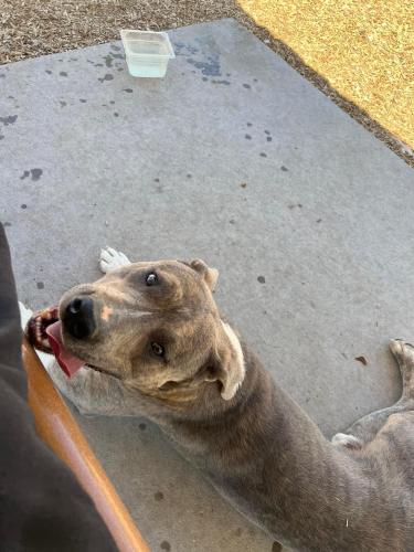 Lost Male Dog last seen Tower and 82nd dog park , Albuquerque, NM 87121