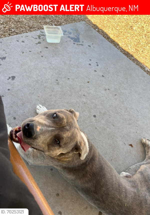 Lost Male Dog last seen Tower and 82nd dog park , Albuquerque, NM 87121