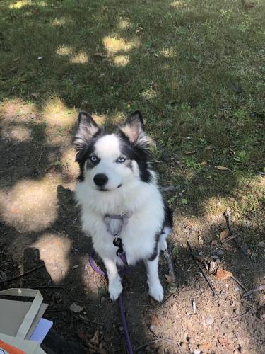 Lost Female Dog last seen Townline Rd, Union Township, OH 45806