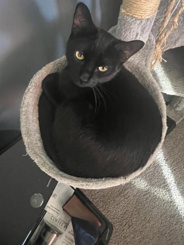 Lost Male Cat last seen Nippersink forest , Round Lake, IL 60073