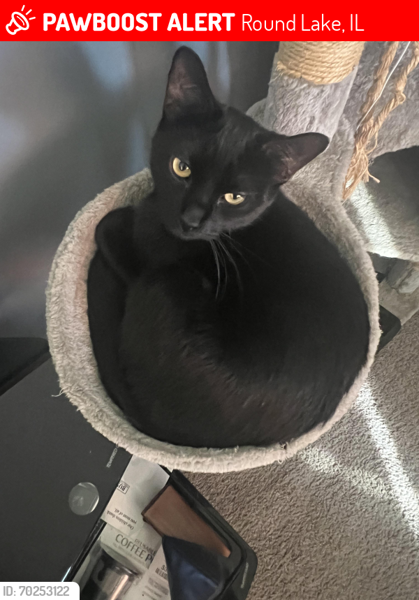 Lost Male Cat last seen Nippersink forest , Round Lake, IL 60073