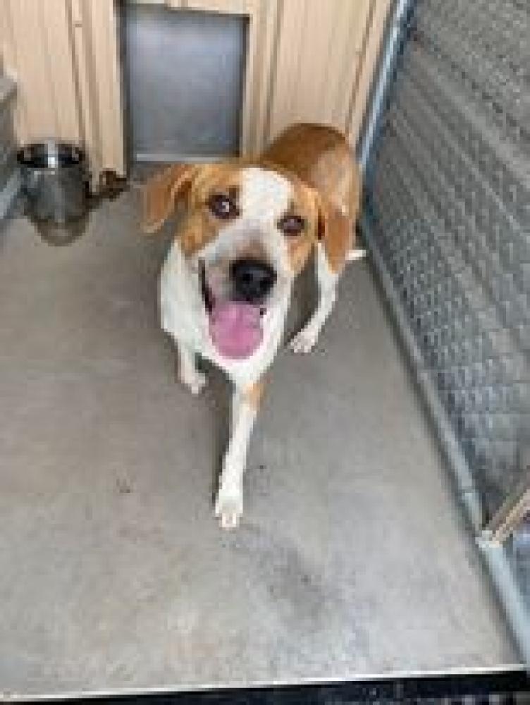 Shelter Stray Male Dog last seen Alvarado, TX 76009, Alvarado, TX 76009