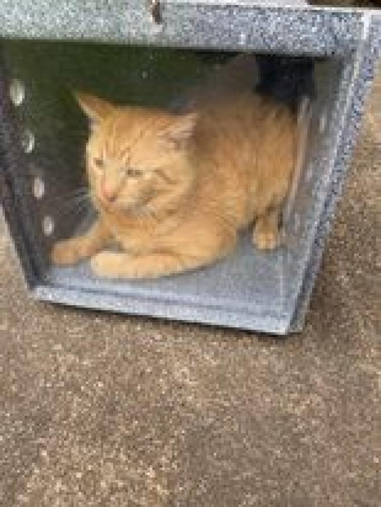 Shelter Stray Male Cat last seen Alvarado, TX 76009, Alvarado, TX 76009