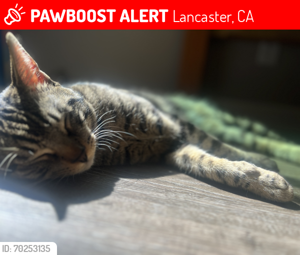 Lost Male Cat last seen Near W Avenue K-4 Lancaster, CA  93536 United States, Lancaster, CA 93536