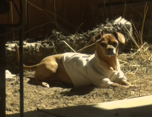 Lost Female Dog last seen Teal Rd. & Finch Dr., Albuquerque, NM 87121