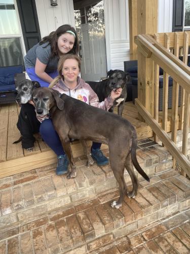 Lost Female Dog last seen Holiday dam rd acker rd, Greenville County, SC 29627