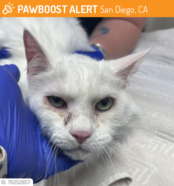 Shelter Stray Female Cat last seen found on side of N Mollison, El Cajon, CA, 92020, San Diego, CA 92110