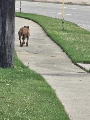 Found/Stray Unknown Dog last seen Lamar and green oaks, Arlington, TX 76017