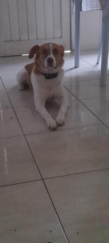 Lost Male Dog last seen Rua Marau com avenida Placa  e ponto , Vila Nova, RS 95185-000