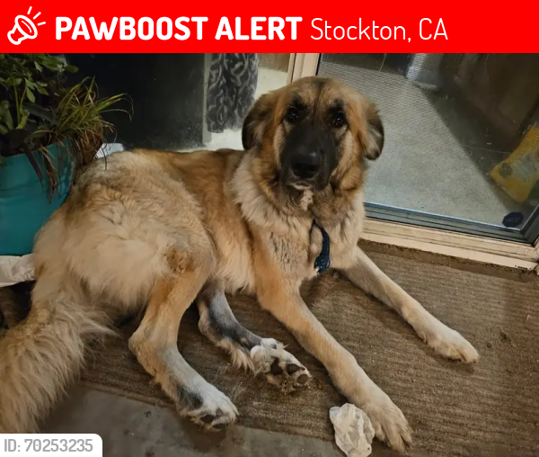 Lost Female Dog last seen Eldorado, Stockton, CA 95204