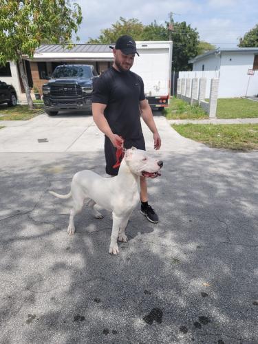Lost Male Dog last seen Near North 150 st North Miami , North Miami Beach, FL 33169