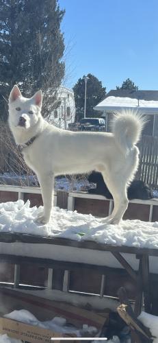 Lost Male Dog last seen Any where montbello or green Valley ranch, Denver, CO 80239