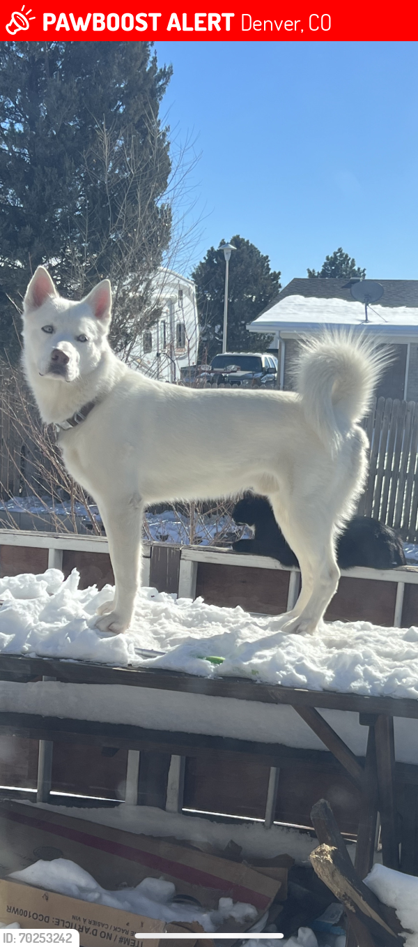 Lost Male Dog last seen Any where montbello or green Valley ranch, Denver, CO 80239