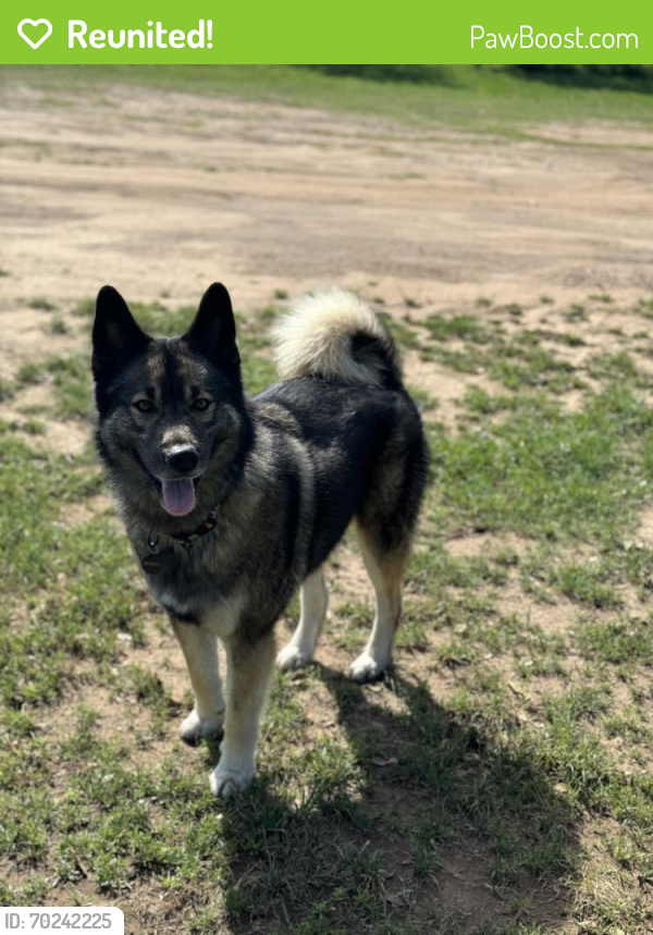 Reunited Male Dog last seen Emerald falls / Bulverde RD, San Antonio, TX 78259