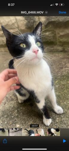 Found/Stray Male Cat last seen Main and James, Bexley, OH 43209