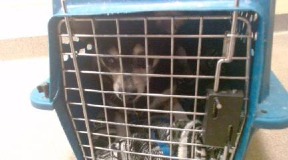Shelter Stray Female Dog last seen Near BLOCK W COLFAX AVE, DENVER CO 80204, Denver, CO 80223