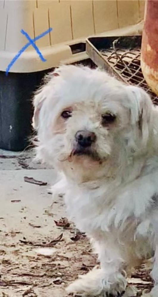 Shelter Stray Male Dog last seen Near BLOCK, Bakersfield, CA 93307