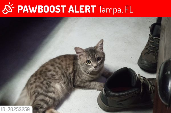 Lost Male Cat last seen N 15th street and idlewild, Tampa, FL 33603
