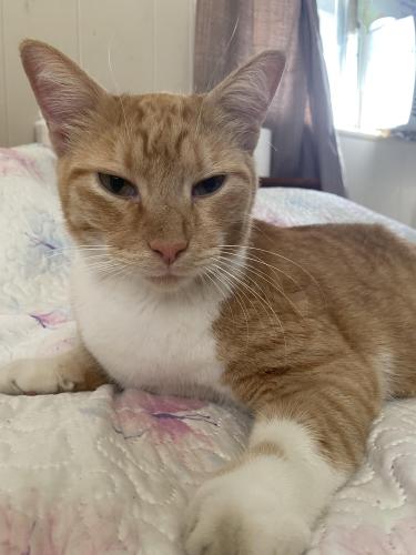 Lost Male Cat last seen Los Robles St in the Mobile  park , Arlington, TX 76006
