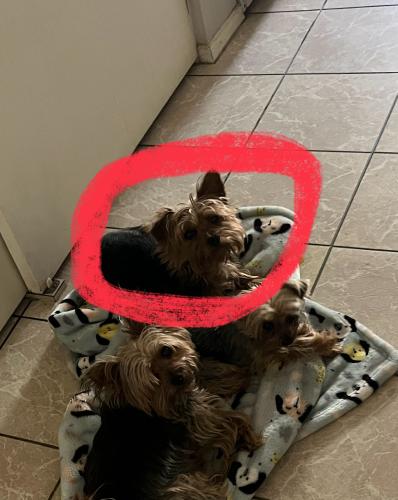 Lost Male Dog last seen 43rd Ave and Peoria Ave , Phoenix, AZ 85051