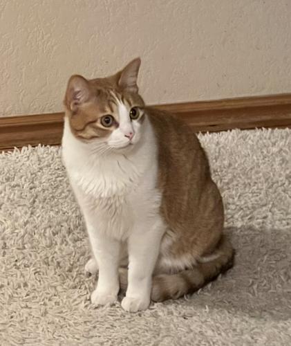 Lost Male Cat last seen Sweetclover and Golden Eye, Cottonwood, Parker, CO 80134