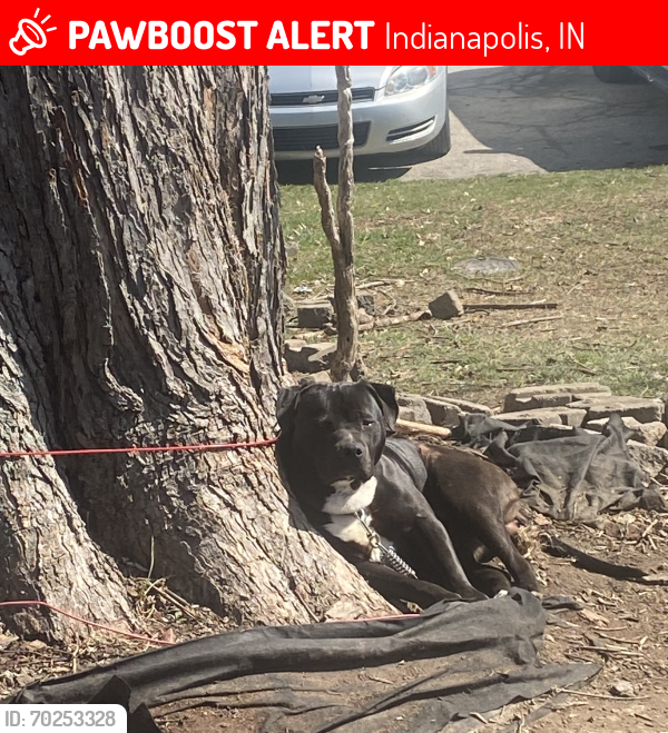 Lost Male Dog last seen W 10st, Indianapolis, IN 46214