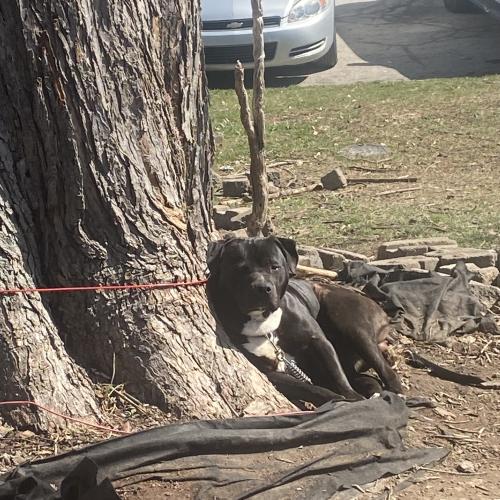 Lost Male Dog last seen W 10st, Indianapolis, IN 46214