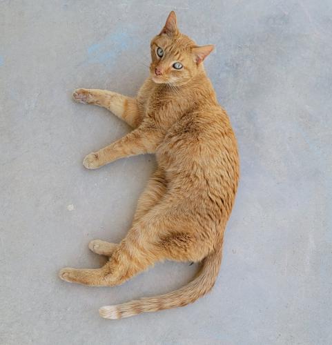 Lost Male Cat last seen Near Sunny Land ave & Pinto Trail , El Paso, TX 79938
