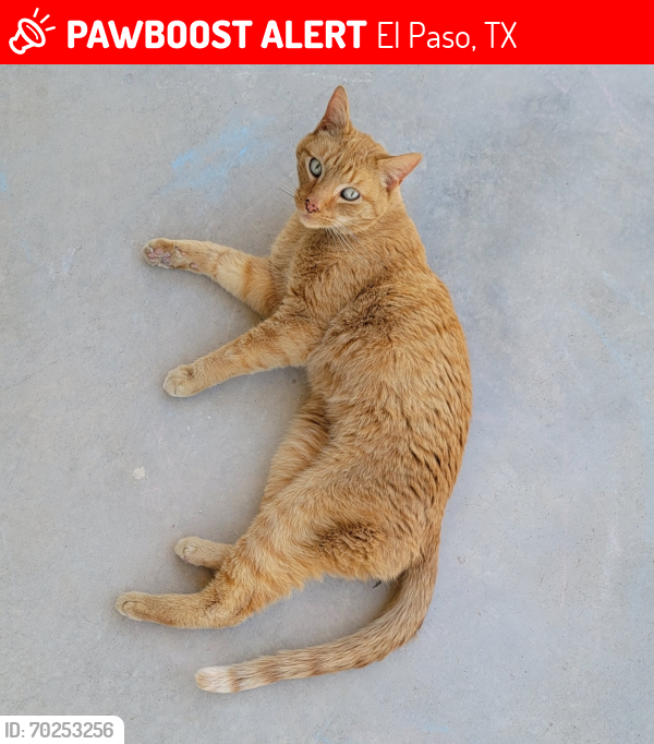Lost Male Cat last seen Near Sunny Land ave & Pinto Trail , El Paso, TX 79938