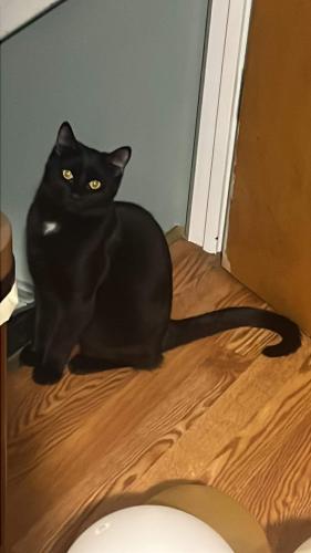 Lost Male Cat last seen Near y chola street , Indianapolis, IN 46256