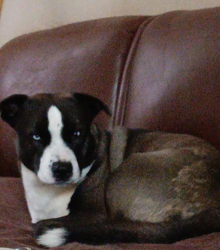 Lost Male Dog last seen Tozier and cleveland , Madera, CA 93638
