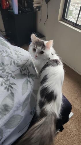 Lost Female Cat last seen Dixie and Maybe , Independence charter Township, MI 48346