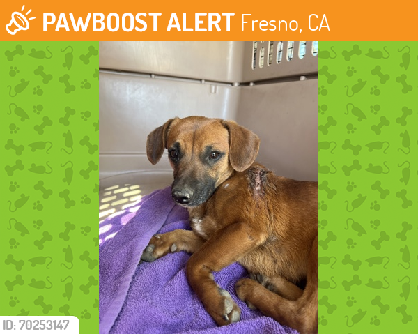Shelter Stray Male Dog last seen N Westlawn Ave & Ca-180 W, Fresno Zone Fresno CO 1A 93723, , Fresno, CA 93706