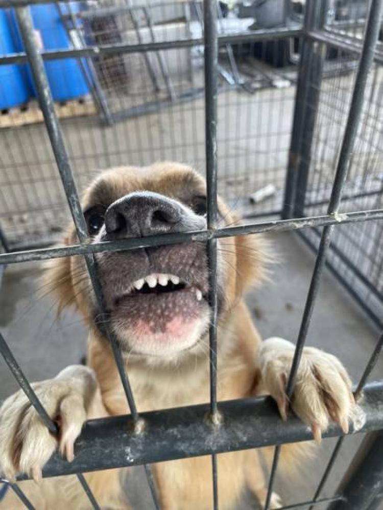 Shelter Stray Female Dog last seen Near W BROOKSTOWN DR, 70805, LA, Baton Rouge, LA 70820