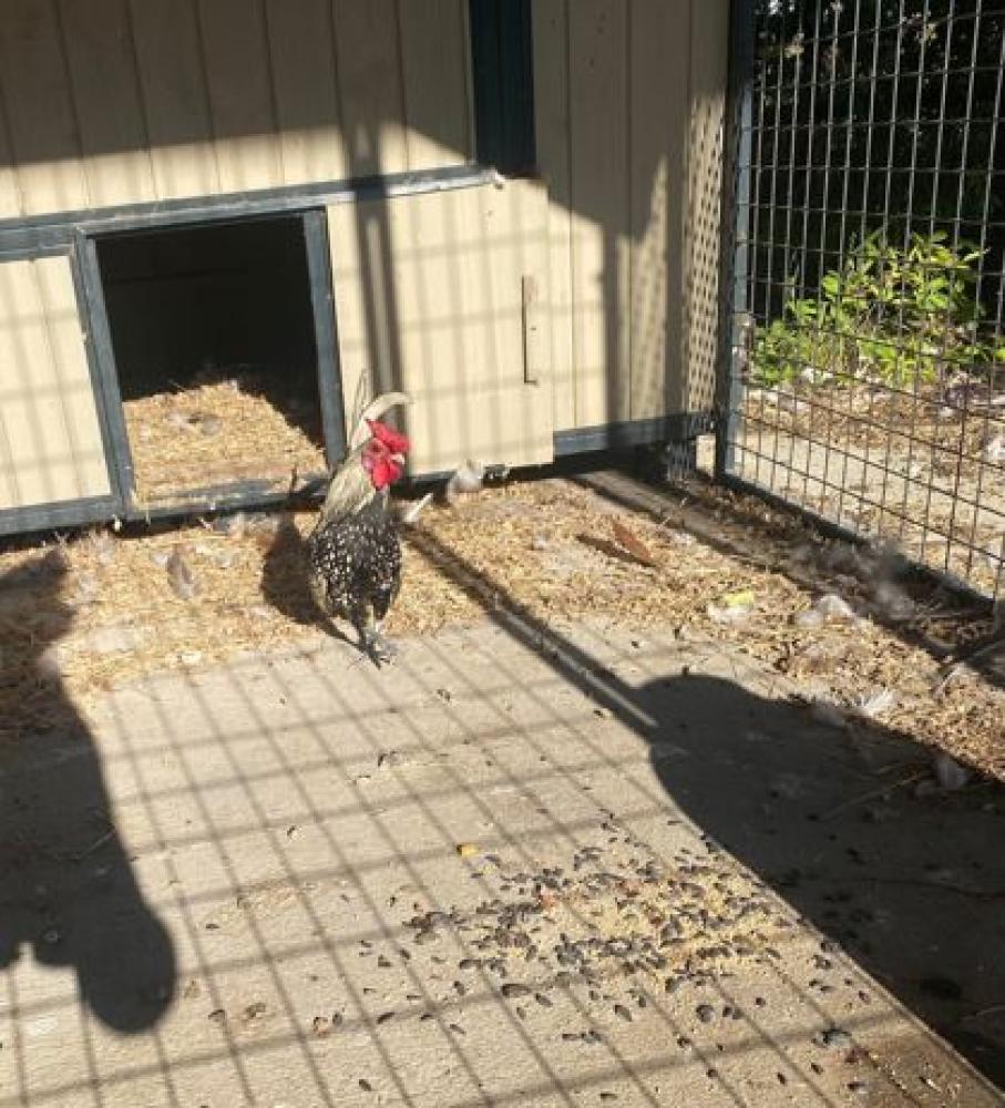 Shelter Stray Male Chicken last seen Near BARD AVE, 70815, LA, Baton Rouge, LA 70820
