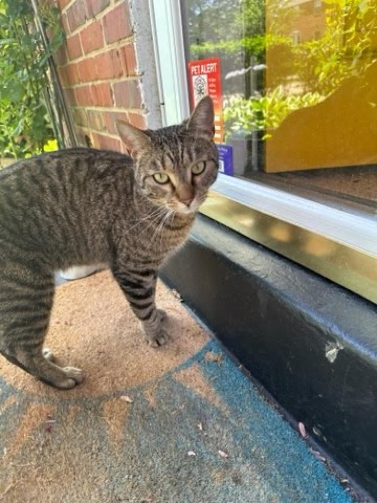 Shelter Stray Male Cat last seen Silver Spring, MD 20910, Washington, DC 20011