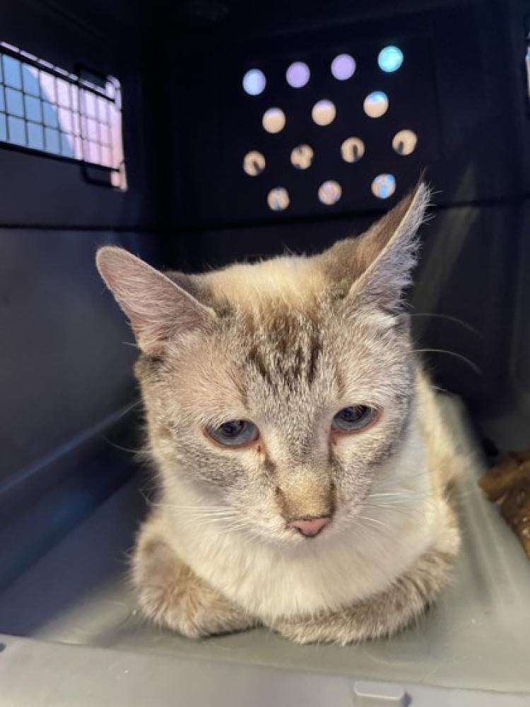 Shelter Stray Female Cat last seen Near Briarside Ln 79932, CITY of El Paso, TX, Fort Bliss, TX 79906