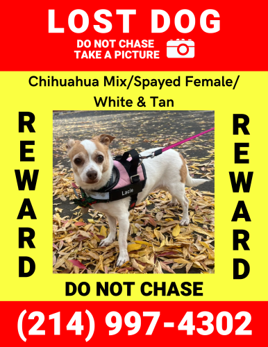 Lost Female Dog last seen Near Yvette Court CA, 95118, San Jose, CA 95118